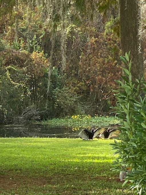 Appartamento Professor Rousseau'S Manatee Bay Crystal River Esterno foto